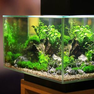 Đèn hồ cá là gì? Ứng dụng và các loại đèn hồ cá?